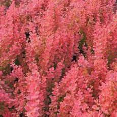 5023242370361 1 Berberis thunbergii Venice 3L.jpg